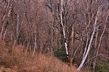 Picture of a winter dusk in the forest near Savigny