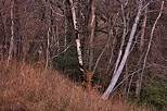 Photograph of dusk light in the forest of Vuache mountain