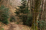 Photo d'un chemin à travers la forêt de Savigny en Haute Savoie
