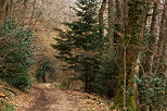 Photo d'un chemin  travers la fort de Savigny en Haute Savoie