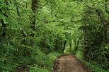 Picture of a path through the green springtime forest in Sallenoves