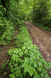 Image d'un chemin forestier au printemps dans la fort de Sallenoves