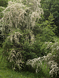 Photographie d'arbres couverts de bourgeons printaniers dans la forêt de Sallenoves