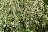 Photograph of white blossoms in Sallenoves forest