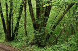 Photograph of trees in springtime forest around Sallenoves