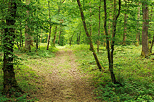 Photo of a little  path through the green Jura forest in summer