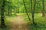 Photo d'un chemin  travers la fort verdoyante du Jura en t