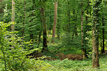 Picture with a green atmosphere in french Jura forest