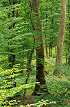 Photograph of trees in the greenery of french Jura forest