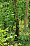 Photographie d'arbres dans la verdure de la fort du Jura en t