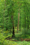 Image de troncs et de feuillages dans la fort du Jura