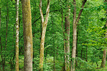 Image of trunks and green foliage in the french Jura forest