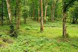 Image of a summer landscape with lush greens in the french Jura forest