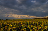 photo champs de tournesols