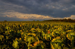 photo de tournesols