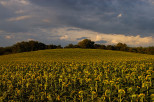 image de champs de tournesols