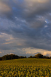 image de tournesols