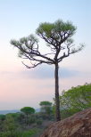 Image of La Plaine des Maures in dusk light