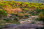 Picture of a parasol pines forest in Provence