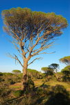 Picture of parasol pines and blue skye in La Plaine des Maures