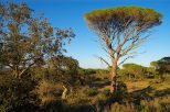 image de la plaine des maures