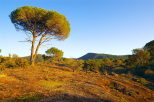 Image de la Plaine des Maures dans le Var