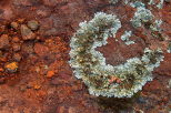 Image de lichen sur le sol rouge de la Plaine des Maures