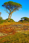 paysage de la plaine des maures