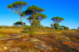 photo de la plaine des maures