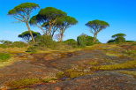 paysage de la plaine des maures