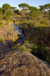 ruisseau et pins parasols dans la plaine des maures