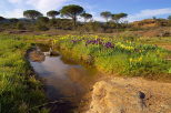 Photo de la Plaine des Maures au printemps