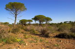 photographie de la plaine des maures