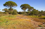 photographie de la plaine des maures au printemps