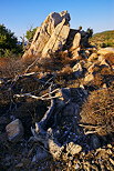 Photographie de la nature sauvage du Massif des Maures