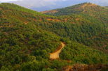Photo d'une route forestière dans les collines du Massif des Maures