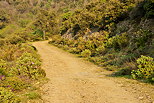 Photo d'une piste forestire  travers le maquis du Massif des Maures