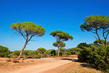 Image d'une piste forestière bordée de pins parasols dans la Plaine des Maures