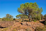 Photographie d'un pin parasol dans la Plaine des Maures