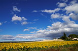 Photo d'un champ de tournesols près de Mane dans les Alpes de Haute Provence