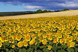 Image d'un champ de tournesols prs de Mane dans les Alpes de Haute provence