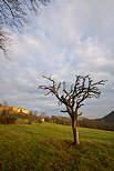 Photo d'un arbre mort sous les nuages