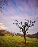 Photo en pose longue d'un vieil arbre sous les nuages