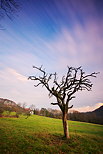 Image en pose longue d'un arbre mort sous les nuages