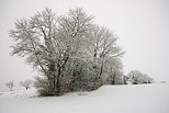 Image d'arbres sous la neige prs de Chaumont en Haute Savoie