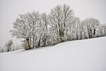 Photographie d'une haie enneige en Haute Savoie