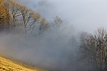 Image d'une forêt de montagne dans le brouillard sur le Vuache