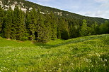 Image de printemps dans la valle de la Valserine avec une prairie et une fort de montagne