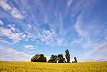 Photographie d'un champ de bl sous un ciel bleu et nuageux