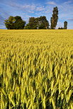 Image d'épis de blés dans un champ en Haute Savoie
